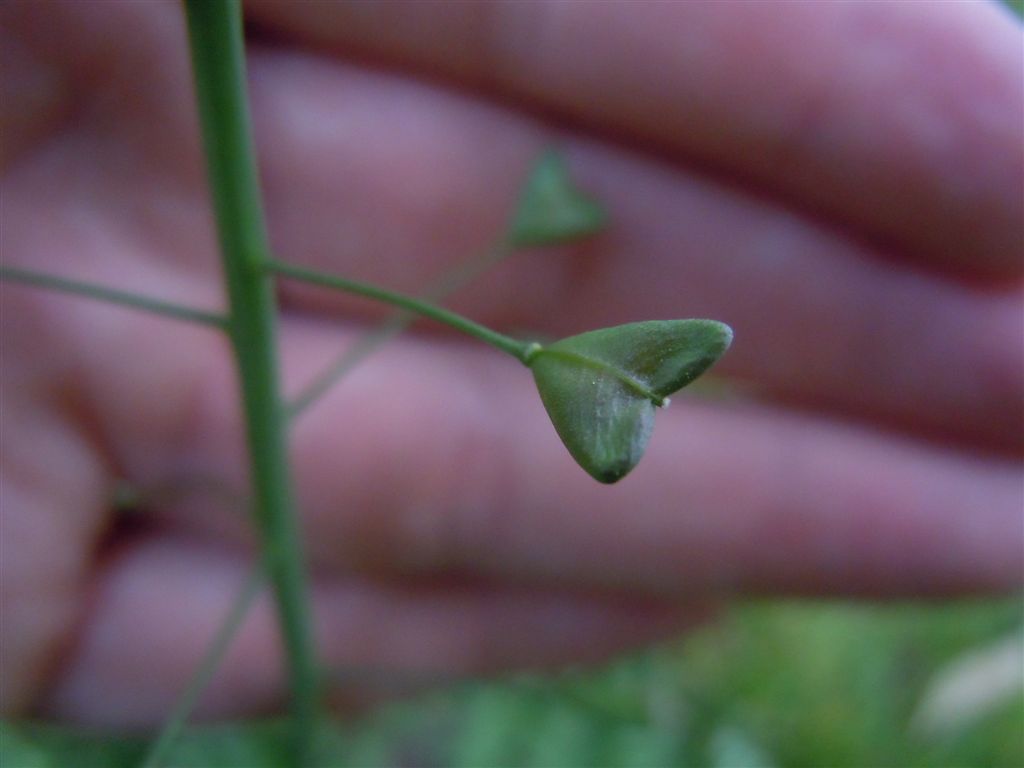 Capsella bursa-pastoris / Borsapastore comune